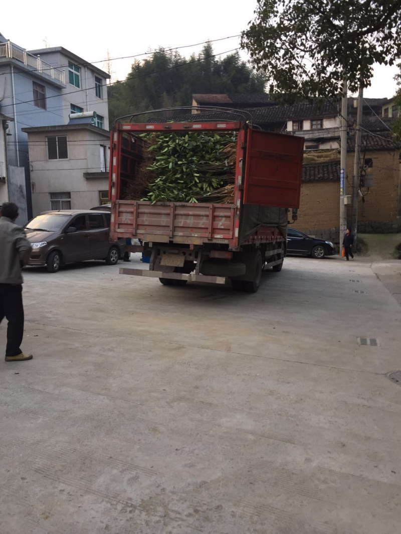 苦丁茶大叶冬青苦丁茶苗木苦丁茶绿化工程苗