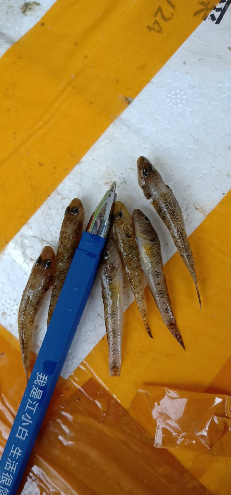 山根鱼，小黄鱼，石头鱼