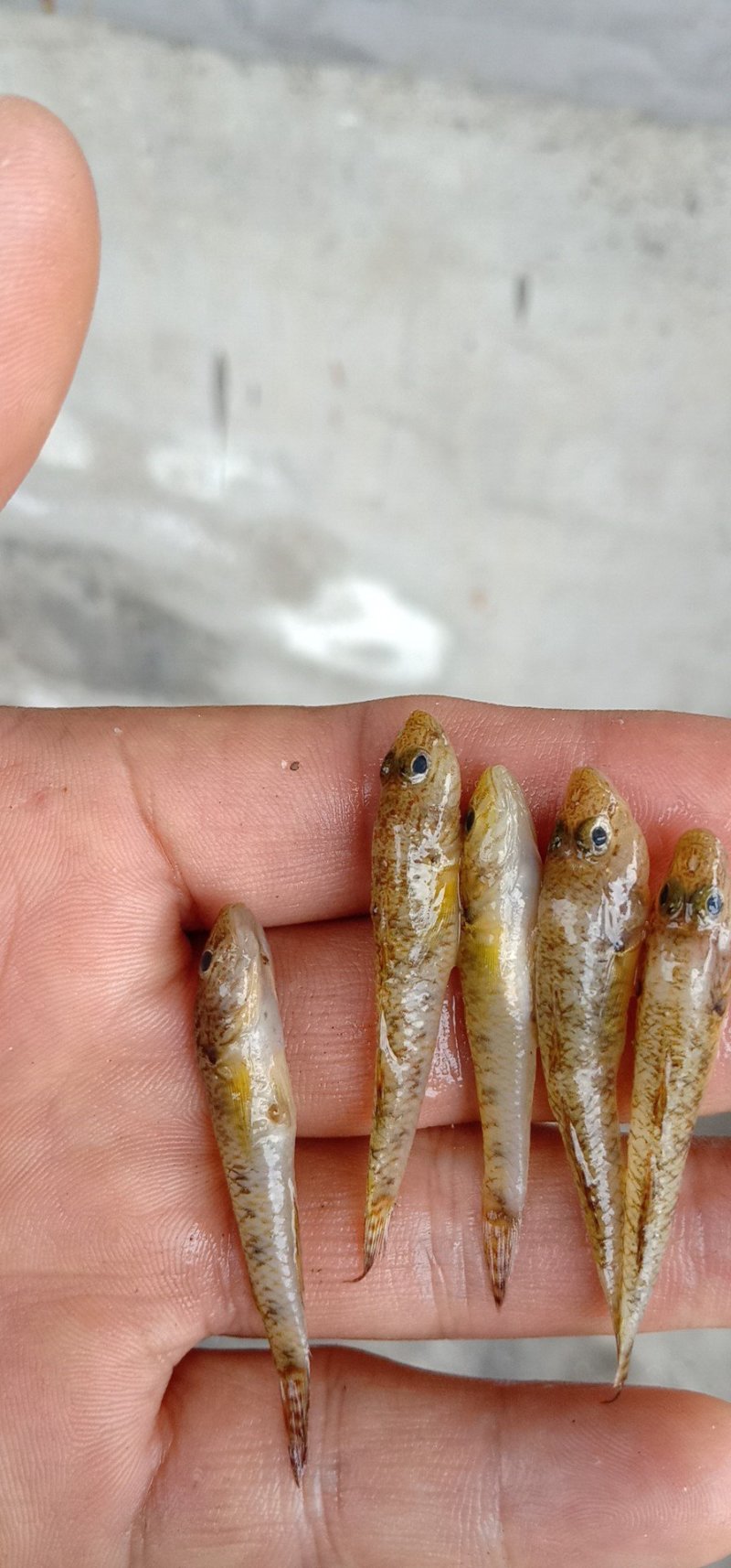 山根鱼，小黄鱼，石头鱼