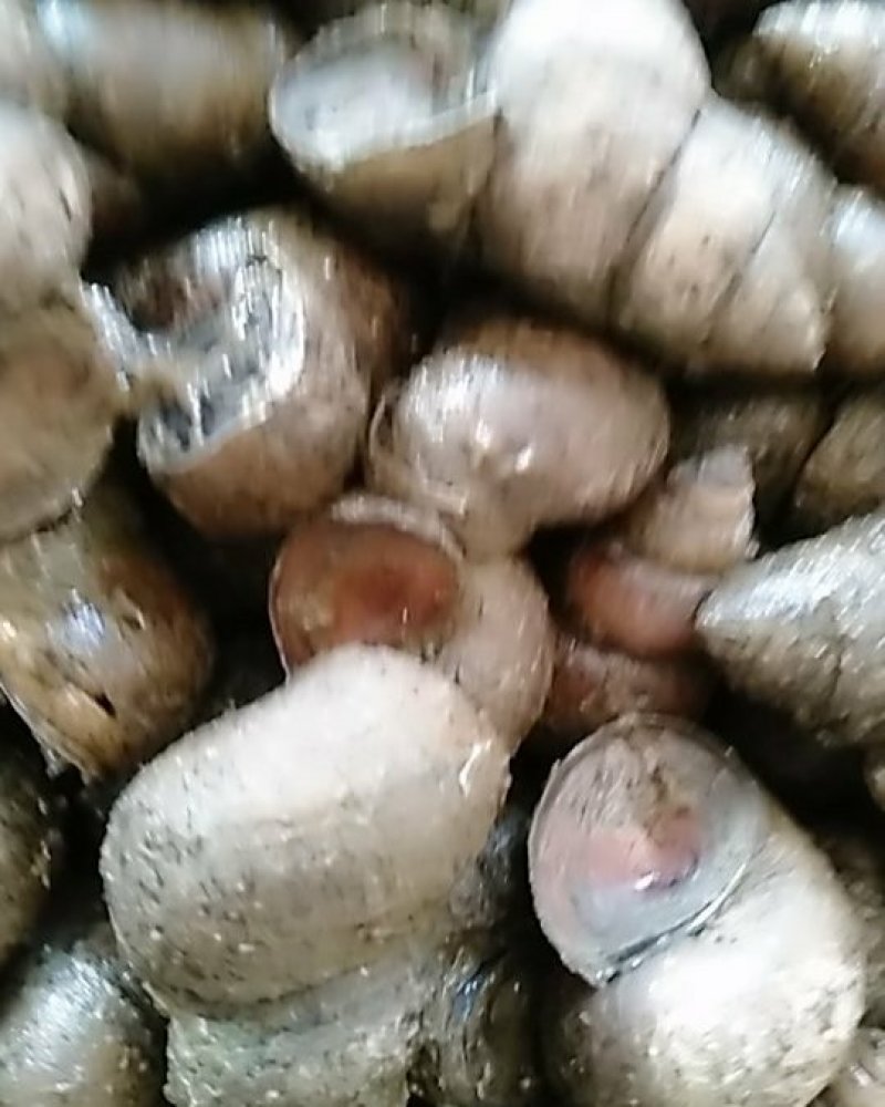 潜江养殖特大螺蛳，鲜活，豹头特大，欢迎新老客户选购