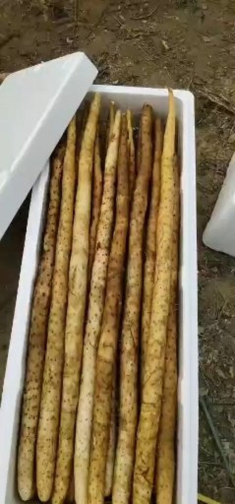 白玉山药，通货。小通货，山药段，