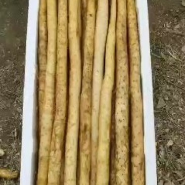 白玉山药，通货。小通货，山药段，