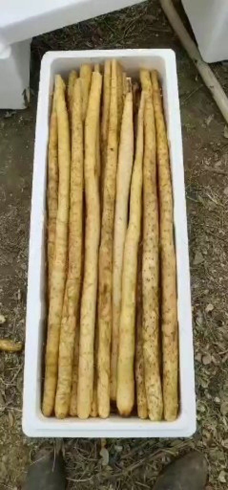 白玉山药，通货。小通货，山药段，