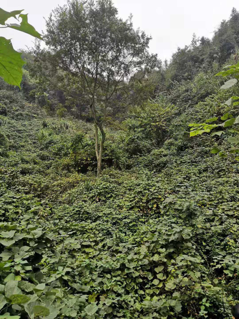 20-25-28-38-35-50公分的全冠朴树