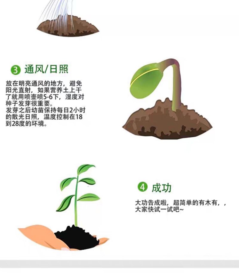大富农黑美橙西瓜种子优质西瓜种籽抗病黑皮薄橙黄瓤南方四季