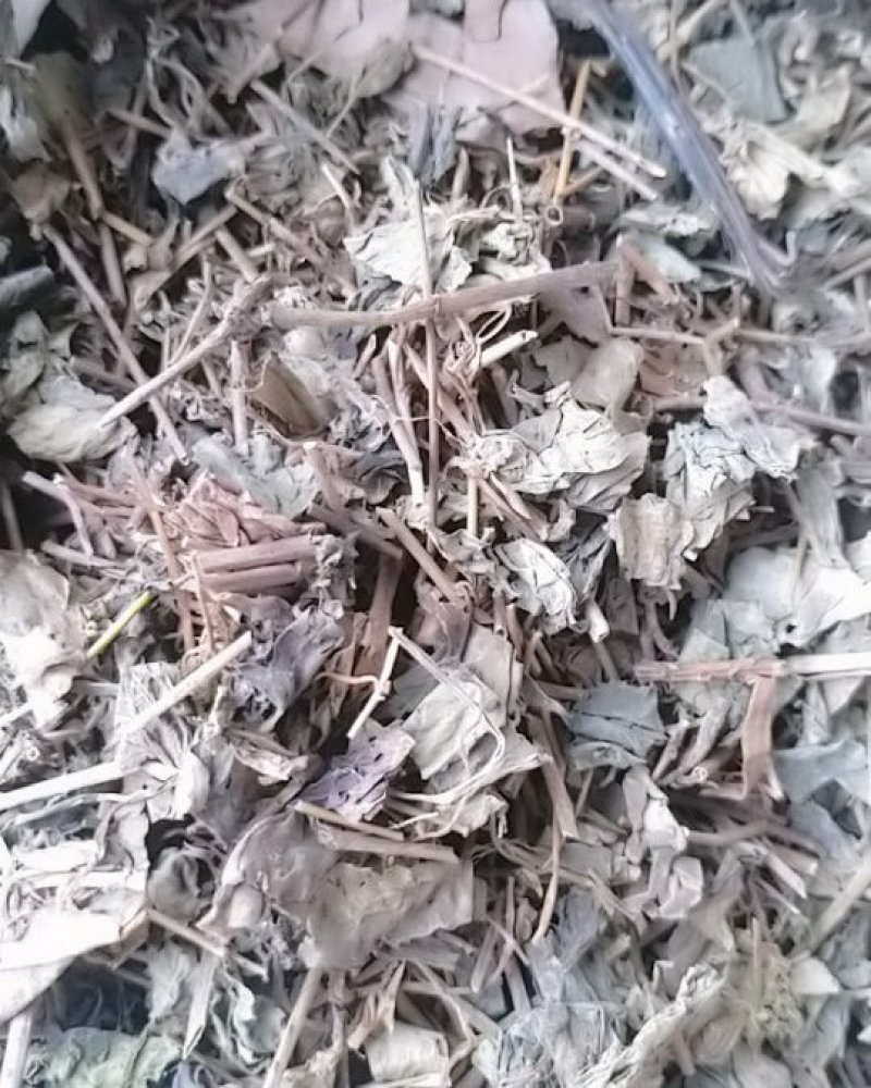 肺行草各种规格可搭配多品种采购大货联系客服