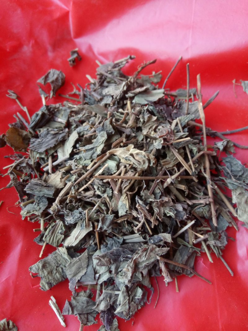 肺形草，蝴蝶草千余品种供应承接订单