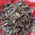 肺形草，蝴蝶草千余品种供应承接订单