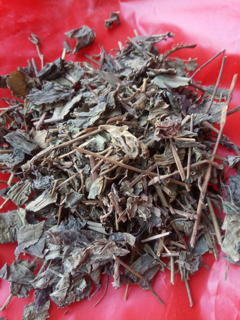 肺形草，蝴蝶草千余品种供应承接订单