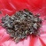 肺形草，蝴蝶草千余品种供应承接订单