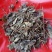 肺形草，蝴蝶草千余品种供应承接订单