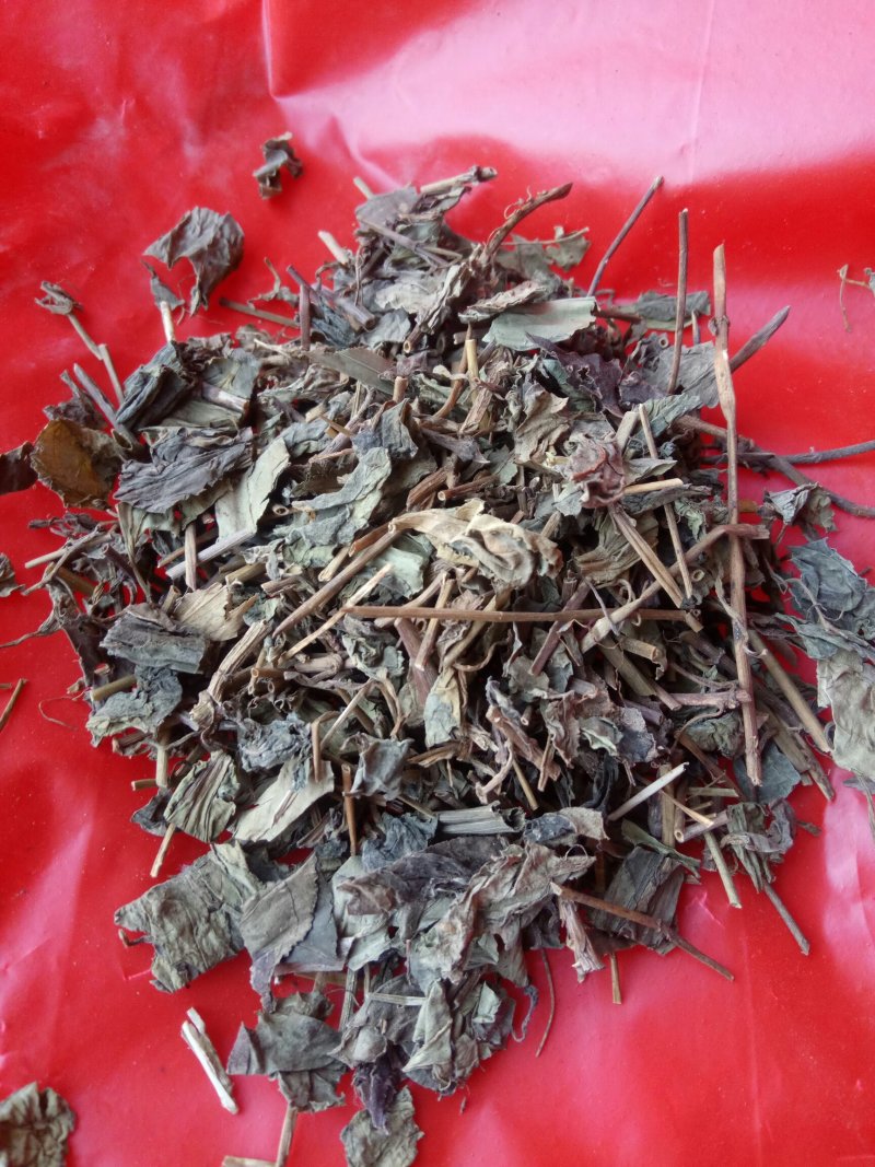肺形草，蝴蝶草千余品种供应承接订单