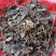 肺形草，蝴蝶草千余品种供应承接订单