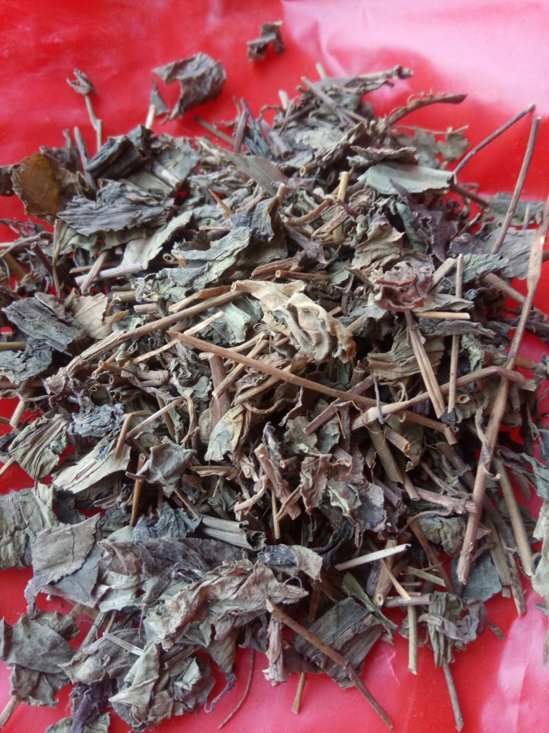 肺形草，蝴蝶草千余品种供应承接订单