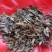 肺形草，蝴蝶草千余品种供应承接订单