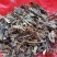 肺形草，蝴蝶草千余品种供应承接订单