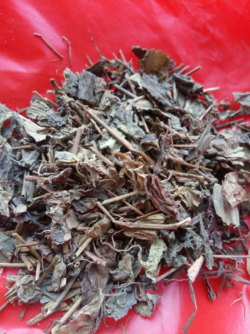 肺形草，蝴蝶草千余品种供应承接订单