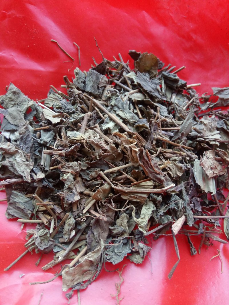 肺形草，蝴蝶草千余品种供应承接订单