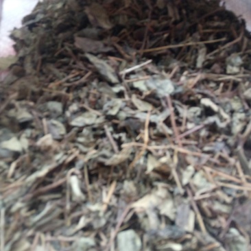 肺行草蝴蝶草千余品种供应承接订单