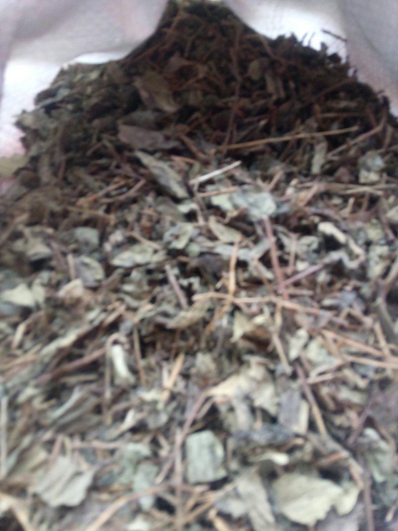 肺行草蝴蝶草千余品种供应承接订单