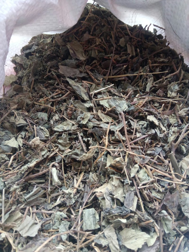 肺行草蝴蝶草千余品种供应承接订单