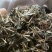 肺行草蝴蝶草千余品种供应承接订单