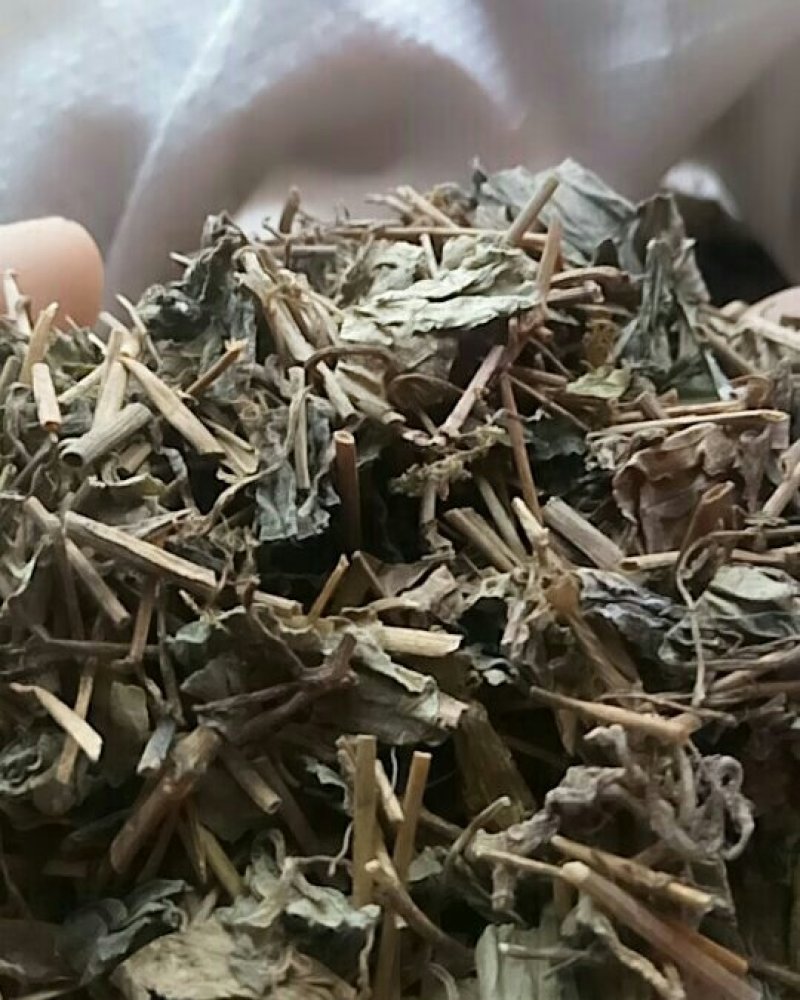 肺行草蝴蝶草千余品种供应承接订单