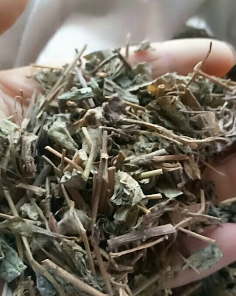 肺行草蝴蝶草千余品种供应承接订单