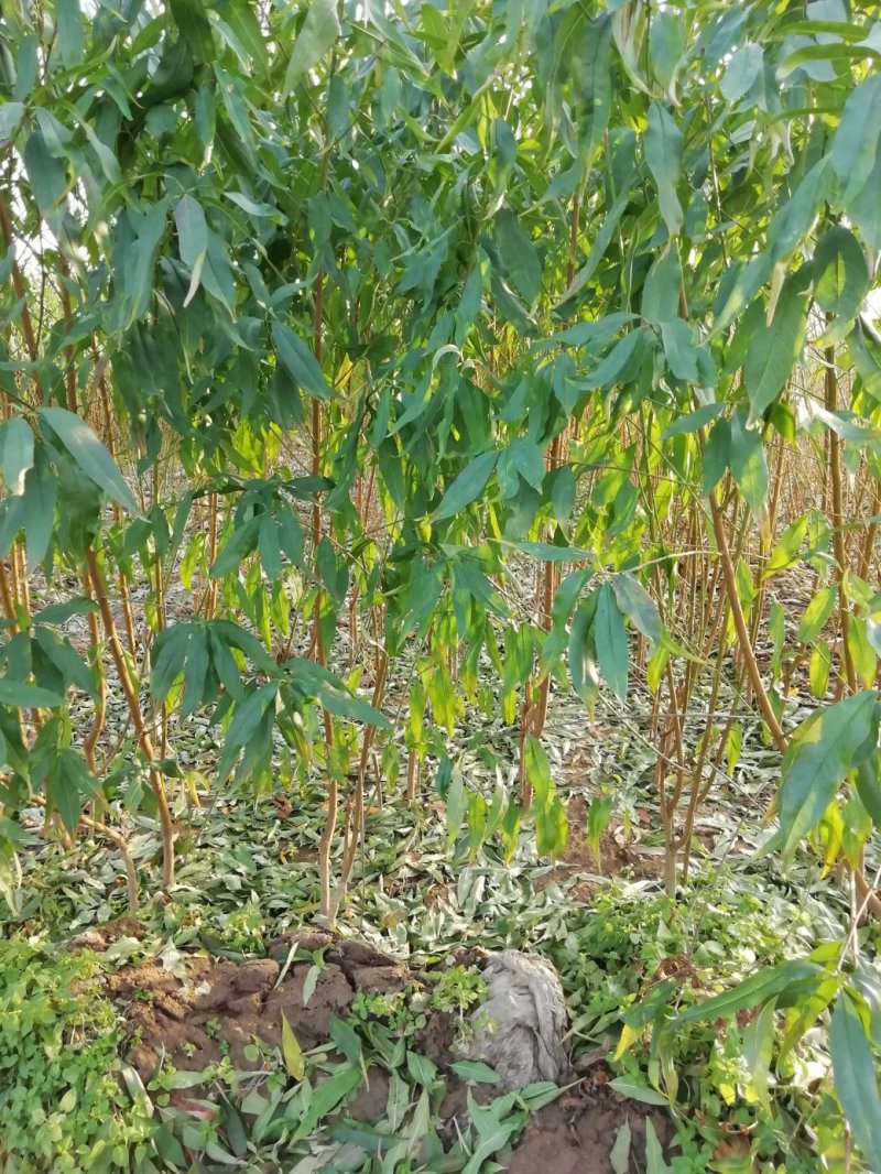 优质品种桃树苗，有早熟，中熟，晚熟系列，包品种，包成活