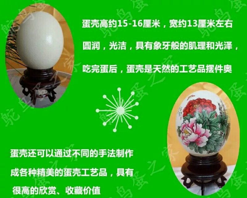 常年大量出售新鲜鸵鸟蛋，蛋雕工艺品，蛋壳