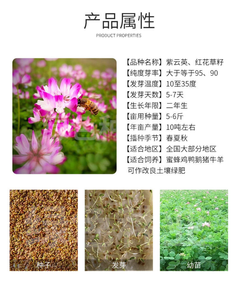 紫云英种子