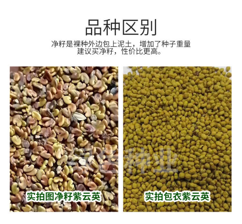 紫云英种子