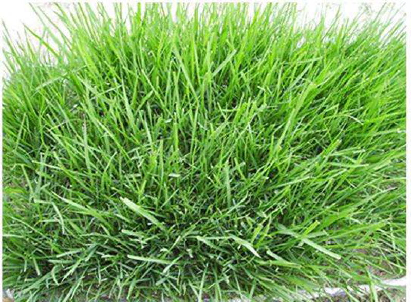 草坪种子边坡防护护坡草坪种子黑麦草高羊茅狗牙根