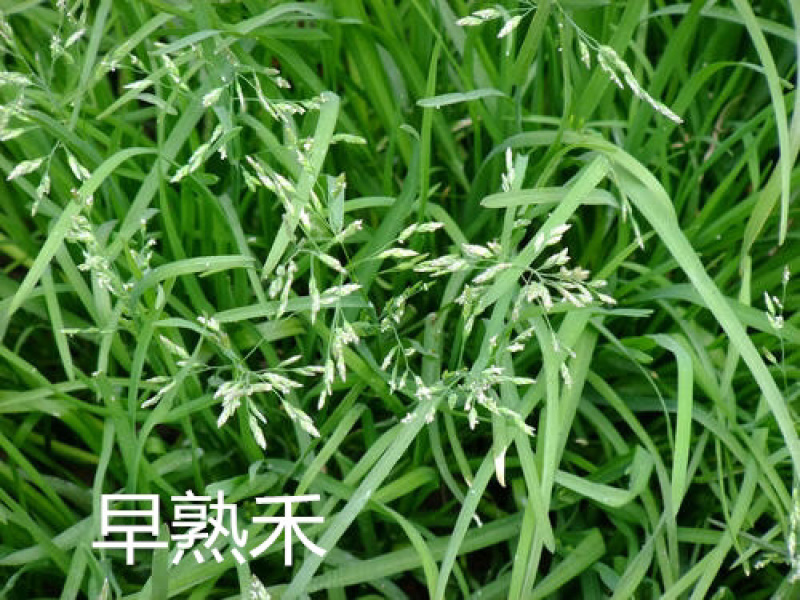 草坪种子边坡防护护坡草坪种子黑麦草高羊茅狗牙根