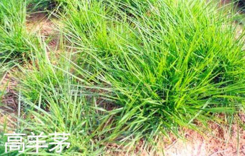 草坪种子边坡防护护坡草坪种子黑麦草高羊茅狗牙根
