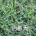 草坪种子边坡防护护坡草坪种子黑麦草高羊茅狗牙根