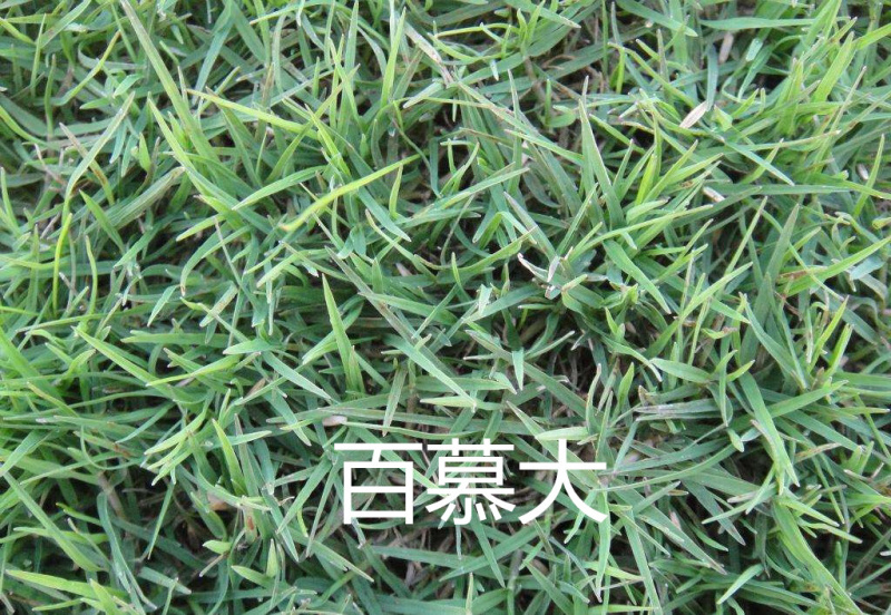 草坪种子边坡防护护坡草坪种子黑麦草高羊茅狗牙根