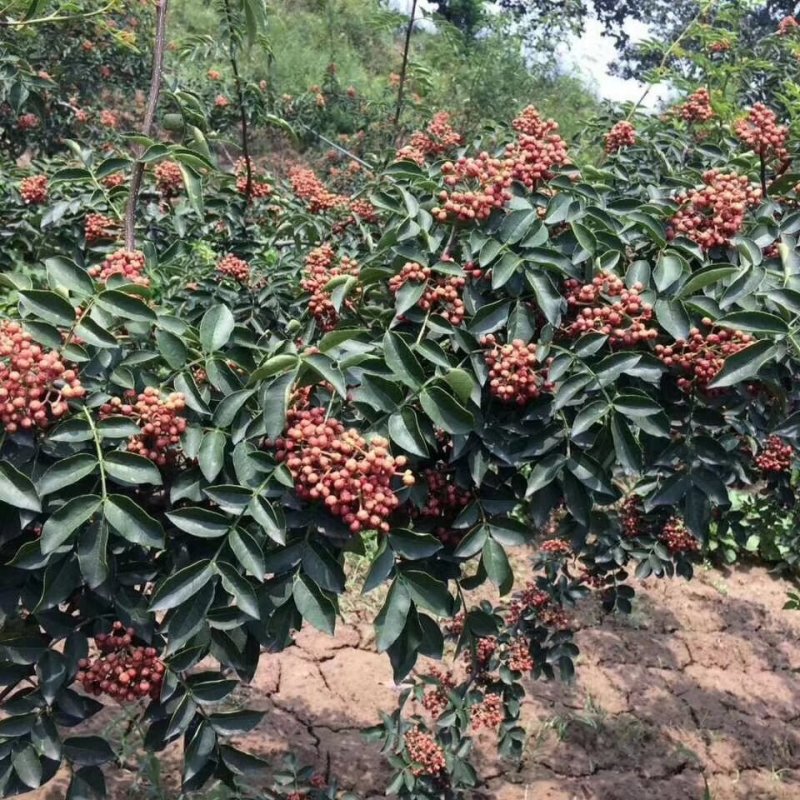 苗木种苗花椒苗大红袍花椒苗基地