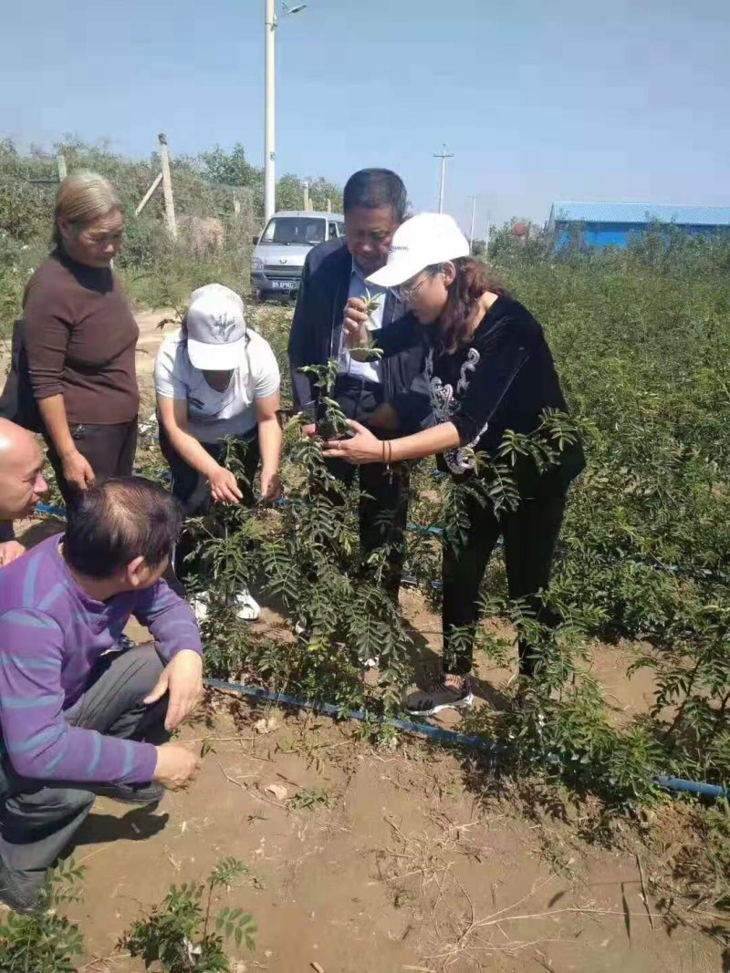 苗木种苗花椒苗大红袍花椒苗基地
