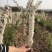 精品三星钙果苗，钙果苗基地直发，现挖现发全国供应