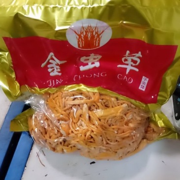 鲜虫草花，北虫草