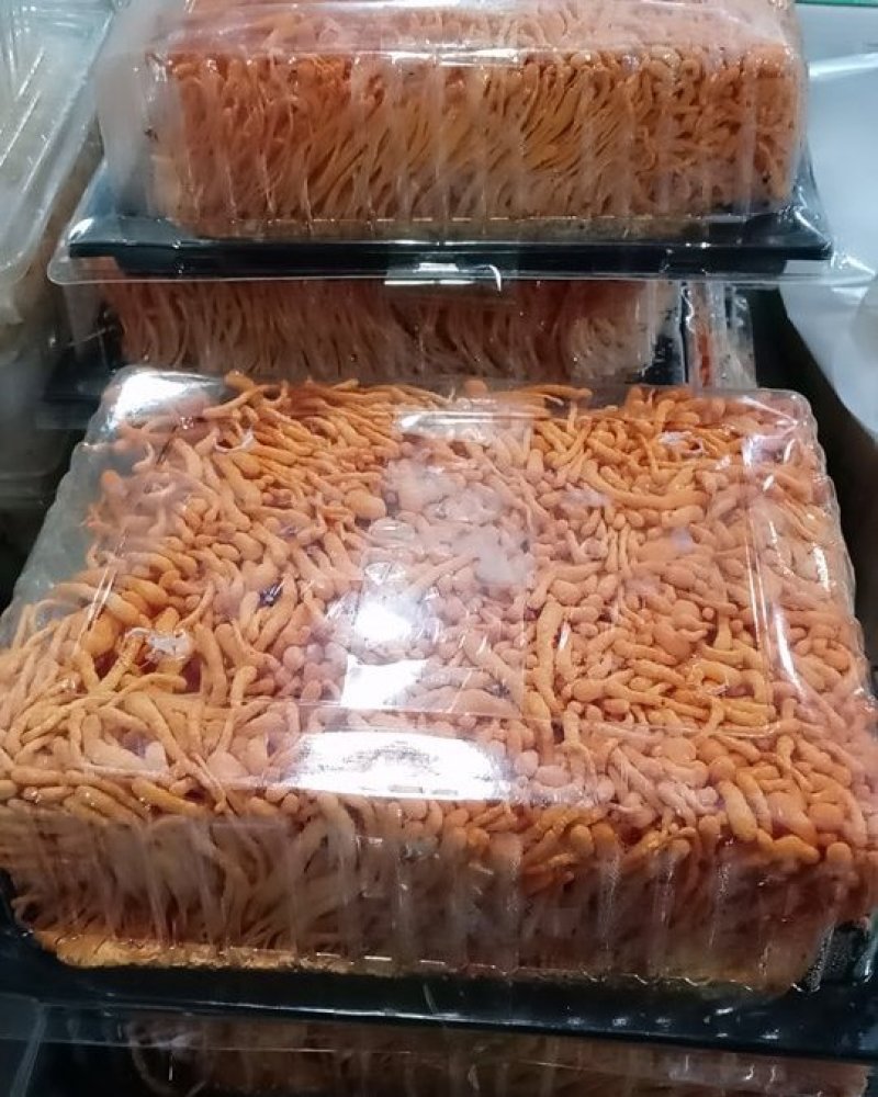 鲜虫草花，北虫草