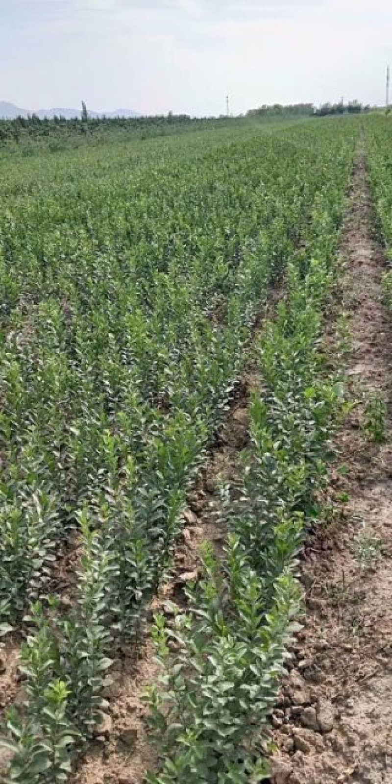 钙果苗，钙果苗基地，钙果苗低价出售，钙果苗量少可包邮