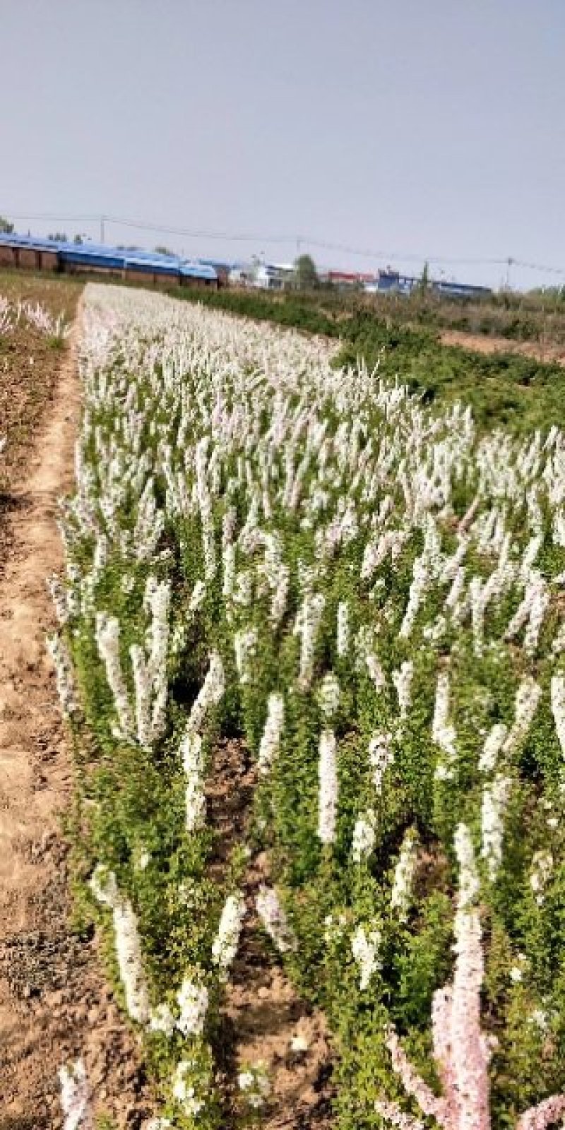 钙果苗，钙果苗基地，钙果苗低价出售，钙果苗量少可包邮