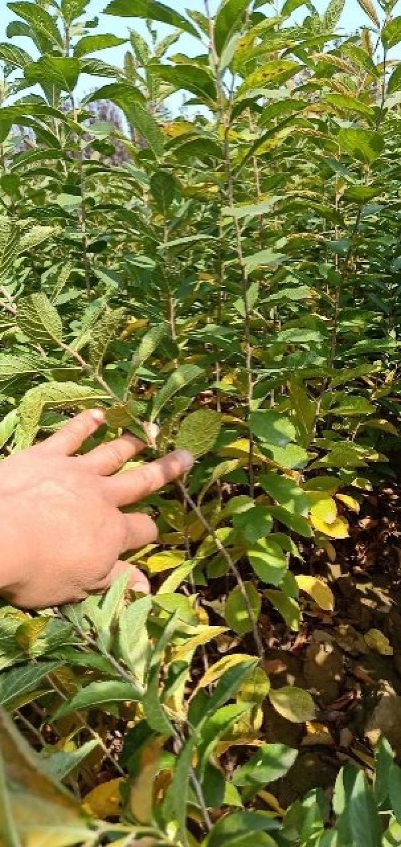 钙果苗，钙果苗基地，钙果苗低价出售，钙果苗量少可包邮