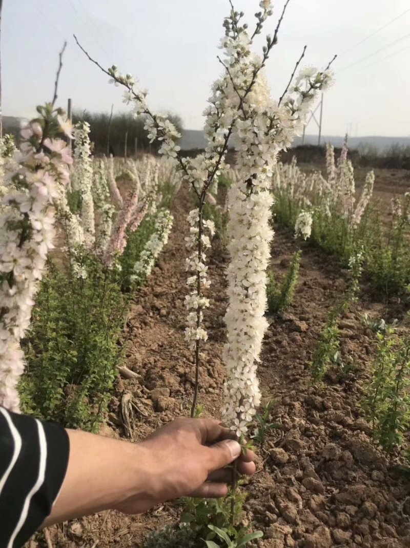 钙果苗，钙果苗基地，钙果苗低价出售，钙果苗量少可包邮
