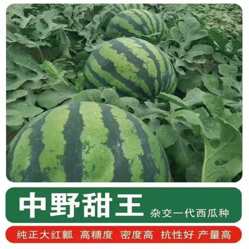 甜王西瓜种子中野甜王早熟红心皮薄不裂高产抗病甜度14原装