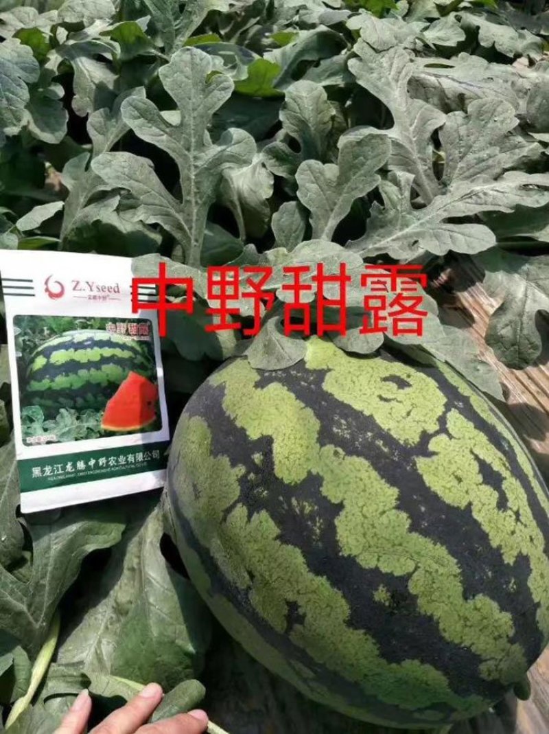 甜王西瓜种子中野甜王早熟红心皮薄不裂高产抗病甜度14原装