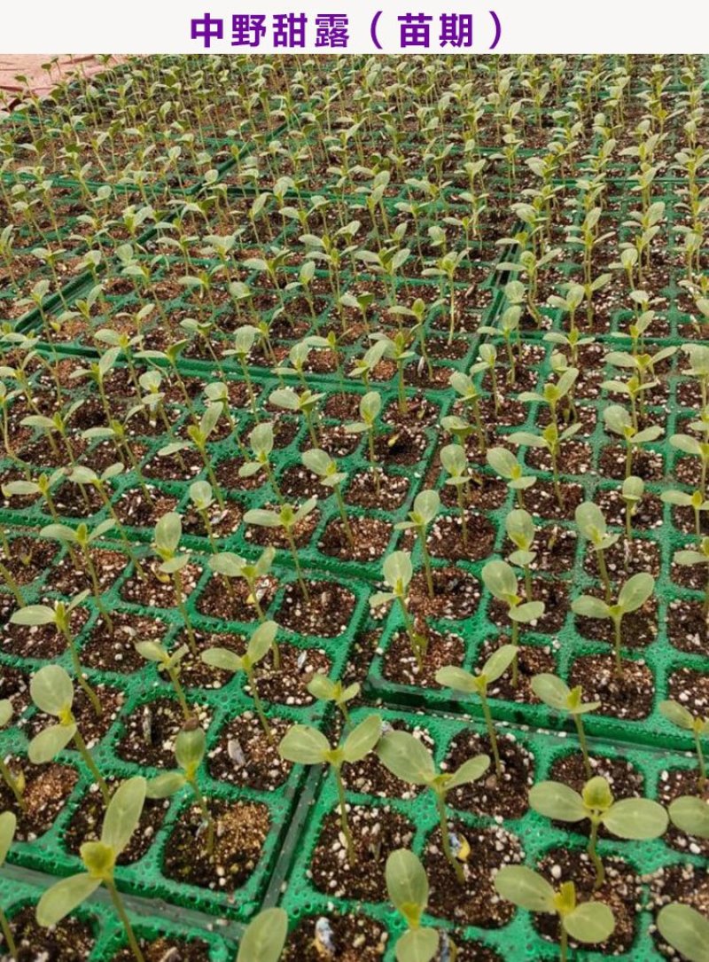 甜王西瓜种子中野甜王早熟红心皮薄不裂高产抗病甜度14原装