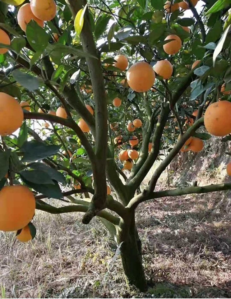 桔子树嫁接苗爱媛38耙耙柑丑柑椪柑血橙基地发货品质保证